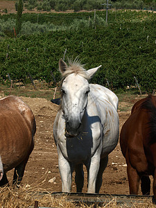 一个可爱的宠物和朋友生态餐馆马术骑术家畜好奇心古玩牧歌农场国家图片