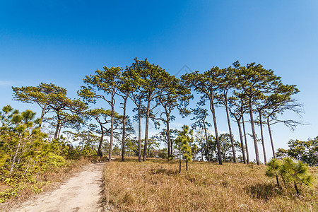 雨林中的松树地平线天空针叶林土地针叶树灌木荒野苔原森林丘陵图片