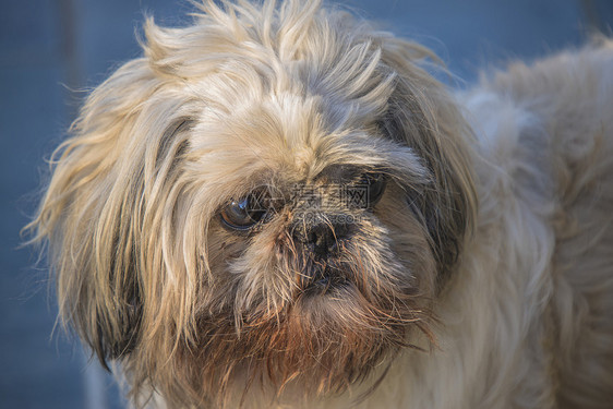 接见旧的Shih Tzu 特写脊椎动物男性动物家畜毛皮头发长发哺乳动物主题图片