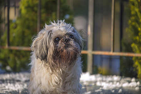 接见旧的Shih Tzu 特写动物长发脊椎动物头发哺乳动物男性毛皮主题家畜图片