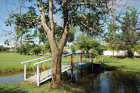 有池塘和桥梁的花园晴天土地森林叶子场地闲暇阳光季节天空木头图片