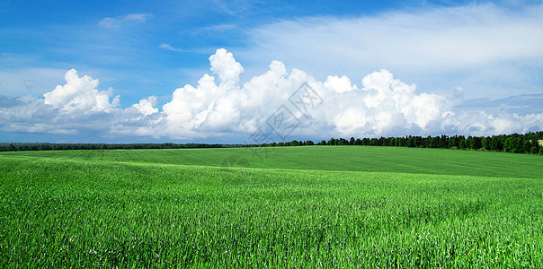 绿绿地场景天堂天空远景植物天气农场土地地平线牧场图片