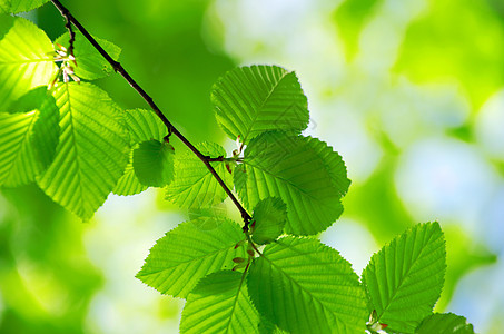 绿叶生长叶子树木森林宏观树叶植物绿色环境图片