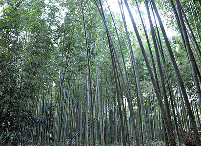 日本京都阿拉希山的竹木林树林佛教徒环境叶子旅游情调游客寺庙森林栅栏图片