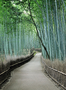 日本京都亚林山著名的竹木树林地标环境木头文化游客观光旅游花园吸引力佛教徒图片