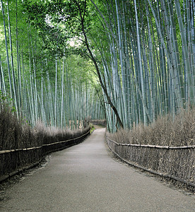 日本京都阿拉希山的竹木林文化寺庙生长情调竹子旅游木头森林吸引力植被图片