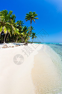 加勒比海滩晴天椰子风景蓝色海洋旅游天堂支撑假期太阳图片