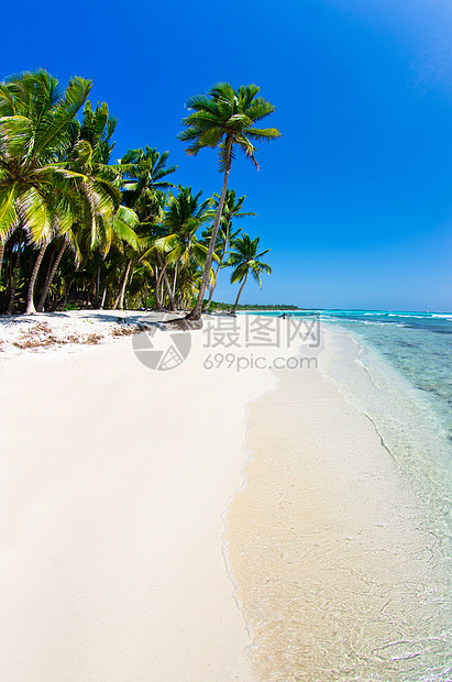 加勒比海滩晴天椰子风景蓝色海洋旅游天堂支撑假期太阳图片