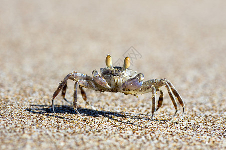 螃蟹海洋动物海岸警报生物生态荒野甲壳沿海海滩图片
