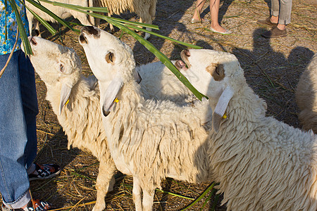 羊吃草2图片