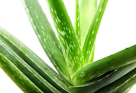 白上隔离的 Aloe vera 植物化妆品叶子药品宏观沙漠草本植物皮肤愈合治愈护理图片