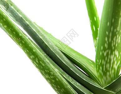 白上隔离的 Aloe vera 植物皮肤化妆品药品草本植物果汁沙漠植物学生长叶子护理图片