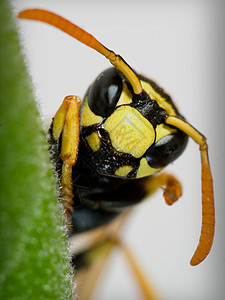 黄蜂天线宏观条纹眼睛黄色昆虫黑色危险疼痛野生动物图片