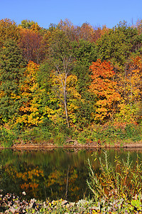 河流岸边的森林支撑风景场景树叶叶子树木蓝色反射金子草地图片