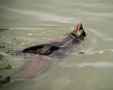 Play的海狮码头海豹海岸哺乳动物海洋野生动物海狗荒野游泳图片