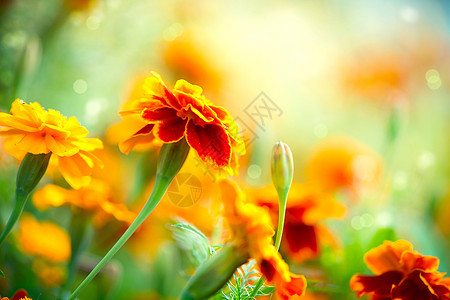 秋花背景宏观草地橙子太阳场地花园生长艺术雏菊光束背景图片