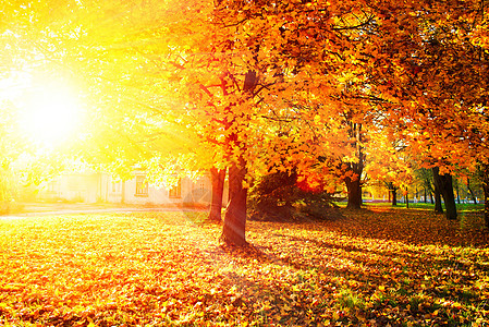落下 秋季公园 秋天的树木和树叶图片