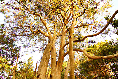 马拉德拉斯潘帕斯的Eucalyptus树森林太阳热带叶子树叶植物公园木头氧化铝生长图片