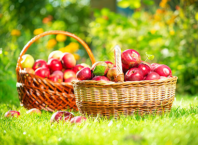 篮子中的有机苹果 果园 花园生物园艺农业收成食物叶子背光水果横梁阳光图片