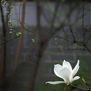 麻辣鲜香一朵美丽的白木兰花 鲜香的香味喜悦花卉花瓣花园摄影玉兰气味植物太阳白色背景