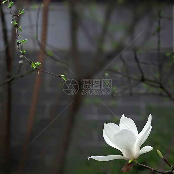 一朵美丽的白木兰花 鲜香的香味喜悦花卉花瓣花园摄影玉兰气味植物太阳白色图片