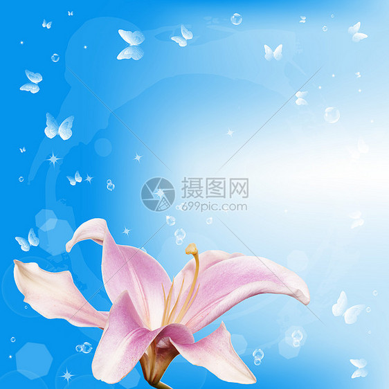花背景卡蝴蝶百合白色木板兰花季节植物群幸福粉色卡片图片