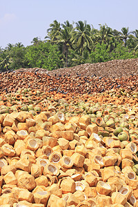 被抛弃的椰子壳水果农业可可热带纤维状农场乡村纤维丢弃椰子图片