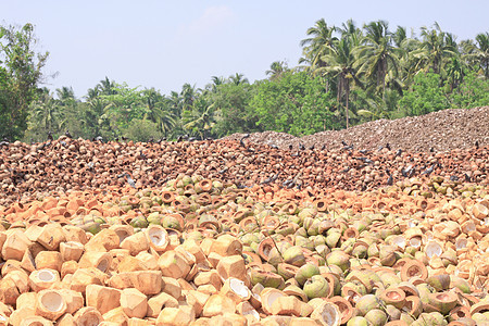被抛弃的椰子壳回收纤维状棕榈木头热带可可种子水果乡村坚果图片