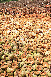 被抛弃的椰子壳椰子可可纤维植物棕榈种子坚果回收粉碎丢弃图片