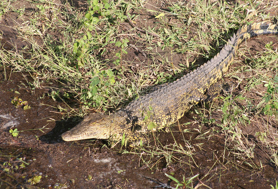 鳄鱼捕食者动物园爬虫荒野危险生物绿色力量皮革皮肤图片