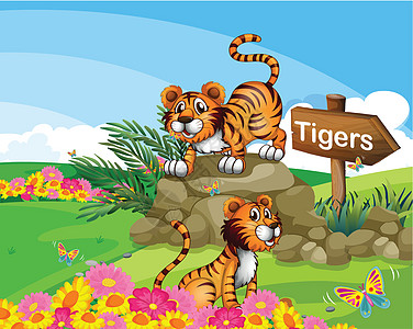 两只老虎在招牌旁边叶子捕食者场地指示牌蝴蝶场景动物丘陵动物园花朵图片