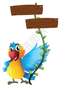 带多彩鹦鹉的空板绘画菜单动画片橙子鸟类藤蔓指示牌蓝色海报招牌图片