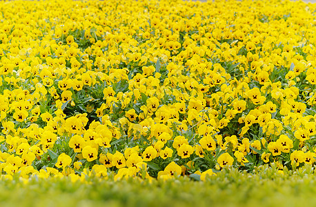 黄黄脸色花朵墙纸绿色花园美丽黄色中提琴花瓣紫色园艺植物群图片