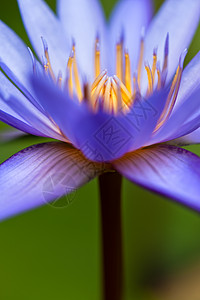 美丽的水百合漂浮植物学睡莲花园芙蓉花束异国植物群蓝色花瓣图片