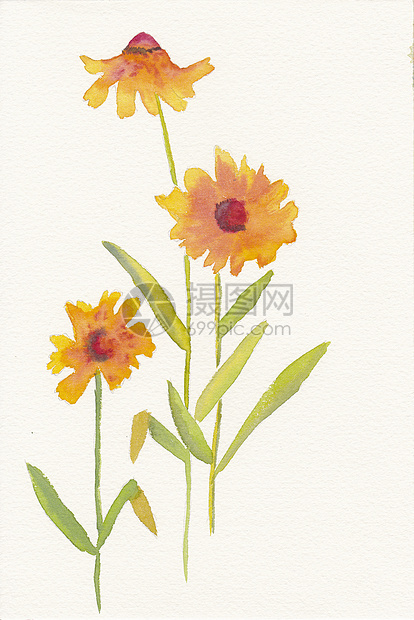 三个橙色菊花的手画水彩图片
