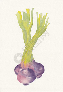 三色洋葱的手画水彩色青葱艺术叶子水彩静物绘画手绘蔬菜图片