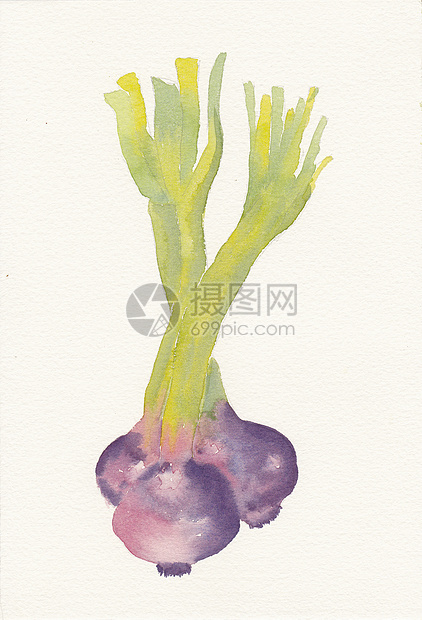三色洋葱的手画水彩色青葱艺术叶子水彩静物绘画手绘蔬菜图片