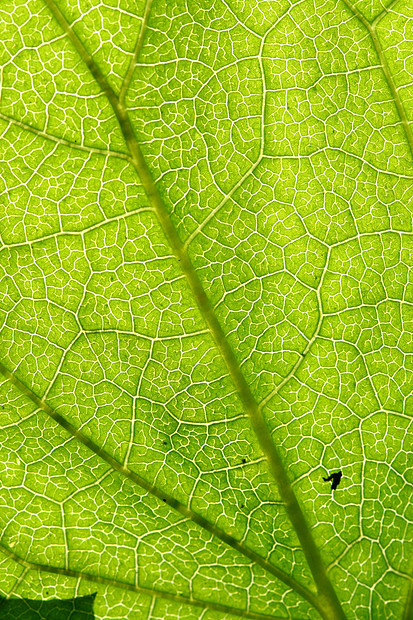 绿叶静脉植物群阴影生活植物植物学情调森林草本植物桦木绿色图片
