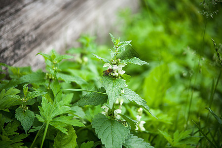 绿织花草本植物燃烧杂草疼痛花园植物群药品防御荒野宏观图片