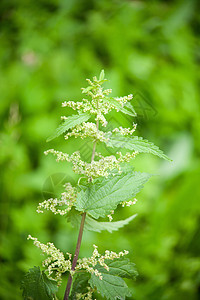 绿织花杂草燃烧植物群荒野疼痛叶子农村花园宏观防御图片