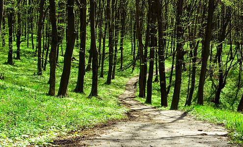 森林途径射线叶子太阳光环境绿色风景植物小路荒野图片