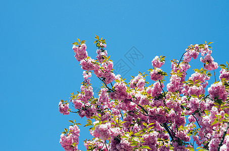 樱花花花瓣季节性白色绿色图片