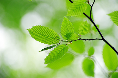 绿叶环境森林树木绿色宏观叶子树叶植物生长图片