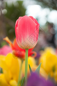 粉红色郁金花花束脆弱性植物美丽柔焦花瓣喇叭王朝花园香味图片