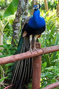 孔雀野生动物男性公鸡展览跳舞绿色活力动物仪式脖子图片