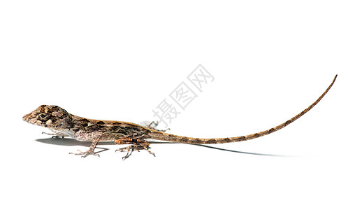 小蜥蜴冷血脊椎动物尾巴白色爬虫野生动物宠物动物图片