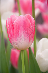 粉红色郁金花花束美丽脆弱性园艺植物植物群喇叭百合王朝柔焦图片