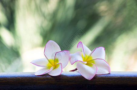 花朵温泉热带季节性绿色美丽鸡蛋花花园季节环境叶子图片