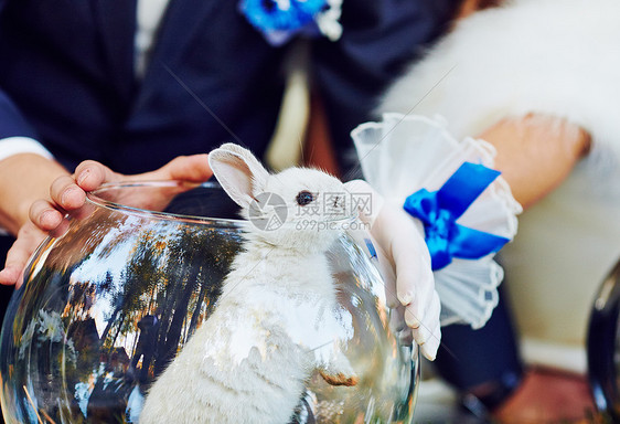 水族馆的兔子金属珠宝宠物哺乳动物优雅手表生物毛皮好奇心滴答图片