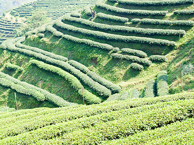 泰国清莱Mee Salong山茶叶种植园家庭驾驶风景女士路线公园环境森林叶子假期图片